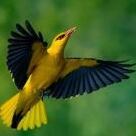 yellowbird
