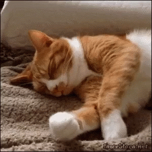 cat.gif.7e390a471934651f029c705936486b78.gif