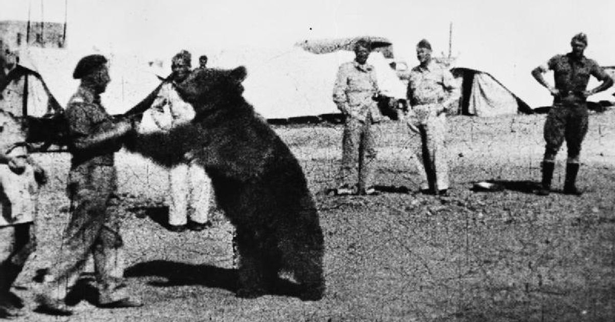 Książka Dziadek I Niedźwiadek Streszczenie poezja.org